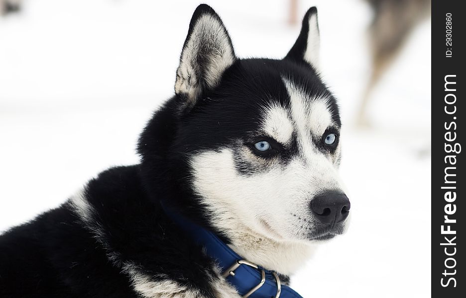 Close up portrait of a husky dog. Close up portrait of a husky dog