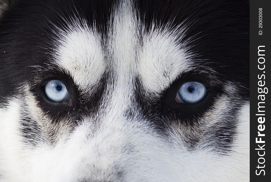 Close up on blue eyes of a dog