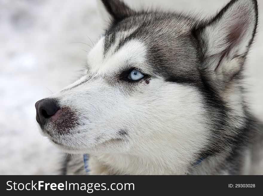 Close up portrait of husky dog