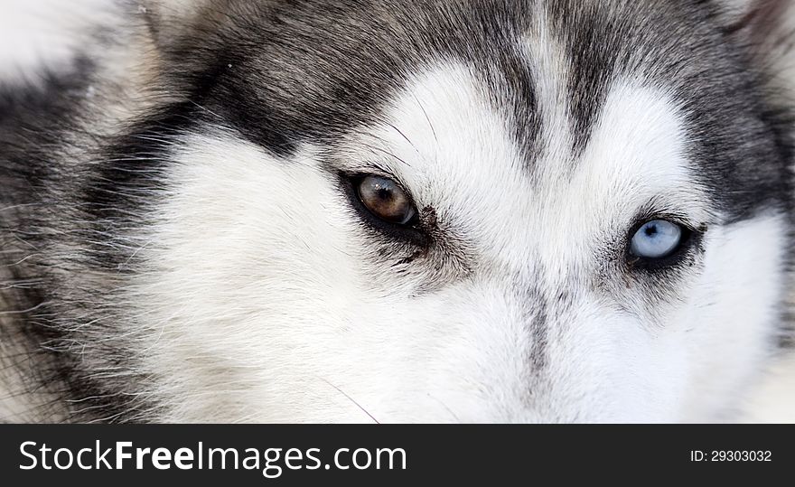 Close Up On Blue Eyes Of A Dog