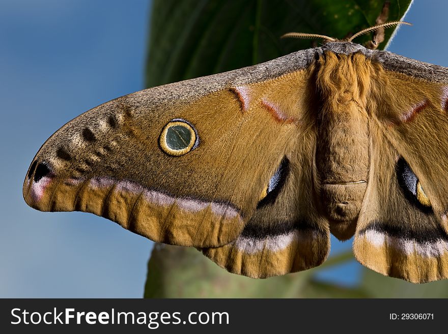 A beautiful adult Polyphemus Moth (Antheraea polyphemus) in Ithaca, New York.