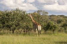 Giraffe In The Wilderness In Africa Stock Photos Giraffe In The Wilderness In Africa Stock Photos