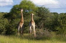 Giraffes In The Wilderness In Africa Royalty Free Stock Photos Giraffes In The Wilderness In Africa Royalty Free Stock Photos