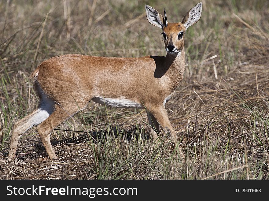 On the grassy plains of Jacana, Botswana, a surprised male Steenbok freezes in head-on stance, revealing a single straight horn. On the grassy plains of Jacana, Botswana, a surprised male Steenbok freezes in head-on stance, revealing a single straight horn.