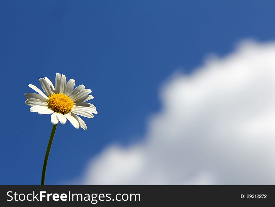Summer daisy against a blue sky and clouds. Summer daisy against a blue sky and clouds