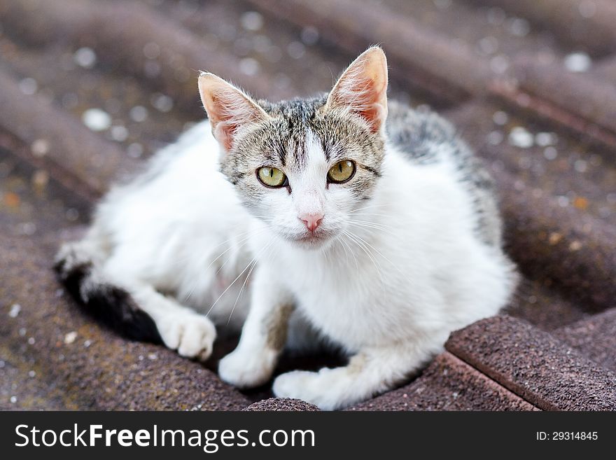 Close up front view of cat on tile roof with shallow focus