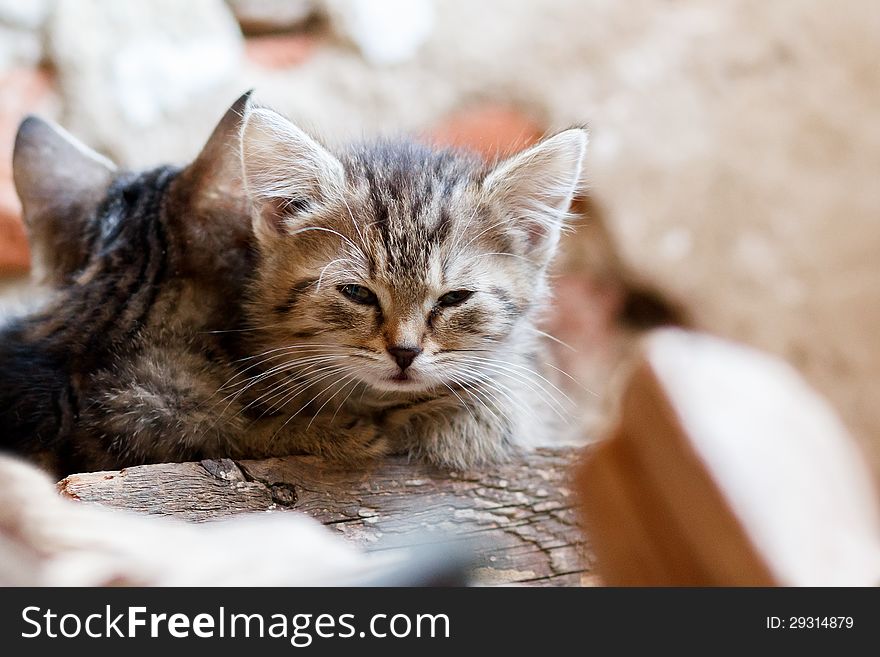 Portrait of small baby cat, rural scene, shallow focus