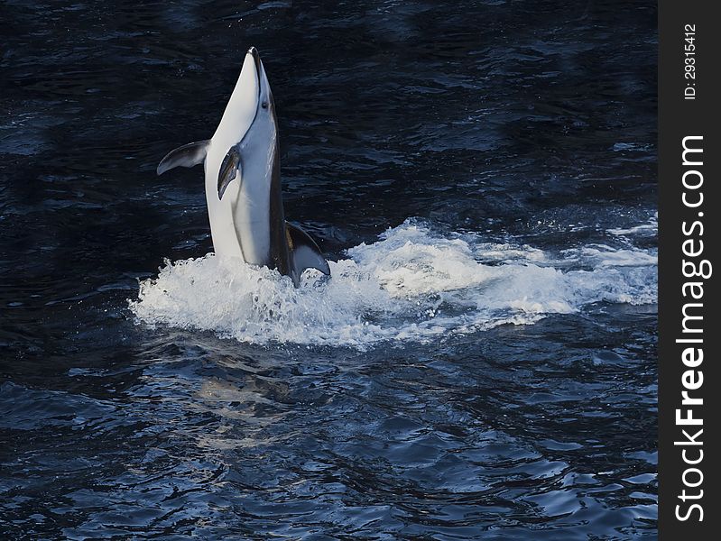 Pacific white-sided dolphin doing a trick. Pacific white-sided dolphin doing a trick