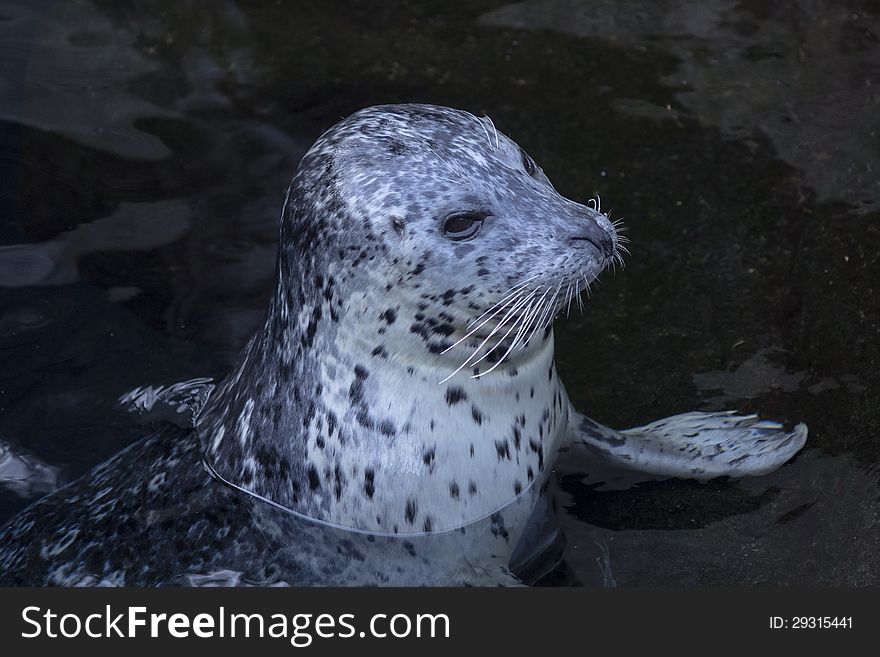 Cute baby seal taking a look over the water