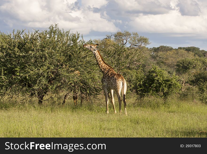 Giraffe feeds itself very calmly in the African savanna of South African Game Reserve of Mala Mala. Giraffe feeds itself very calmly in the African savanna of South African Game Reserve of Mala Mala