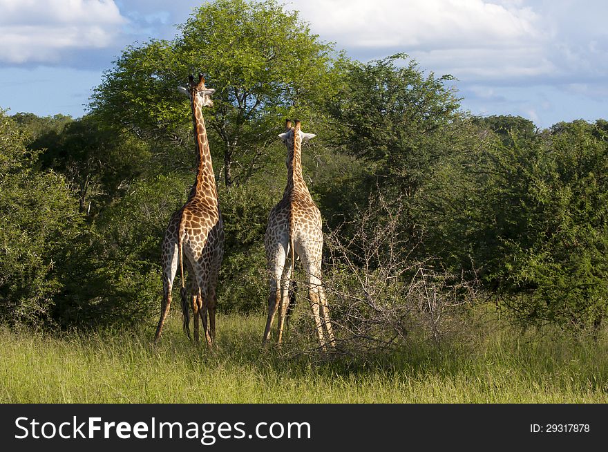 Giraffes feed themselves from the high tree in the African savanna of South African Game Reserve of Mala Mala. Giraffes feed themselves from the high tree in the African savanna of South African Game Reserve of Mala Mala