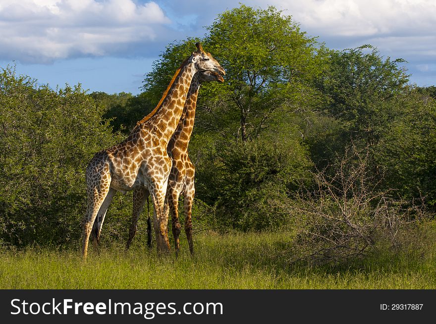 Giraffes wonder freely in the African savanna of South African Game Reserve of Mala Mala. Giraffes wonder freely in the African savanna of South African Game Reserve of Mala Mala