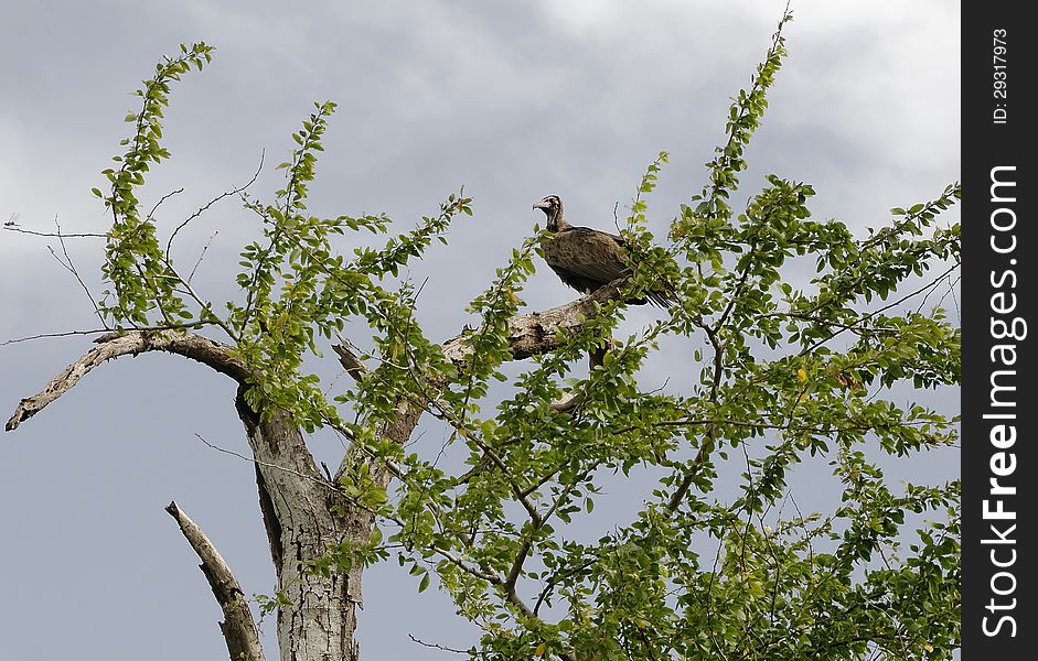 Vulture alighted on a branch. Vulture alighted on a branch.