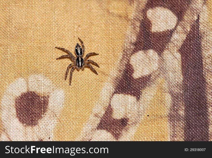 A jumping spider on a colorful curtain.