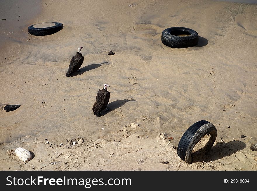 Vultures alighted on a beach. Photo taken in Gambia, west Africa. Vultures alighted on a beach. Photo taken in Gambia, west Africa.