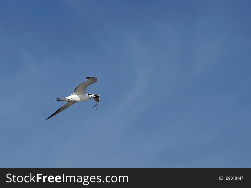 A tern flying with her pray in the beak. Photo taken in west Africa. A tern flying with her pray in the beak. Photo taken in west Africa.