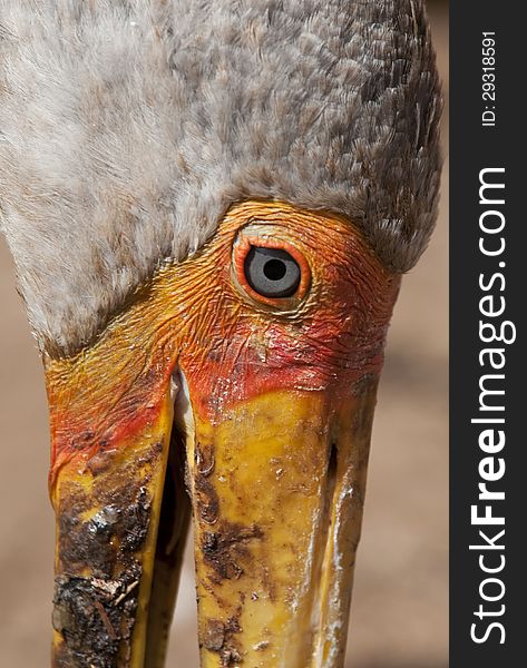 Close-up on a yellow-billed stork