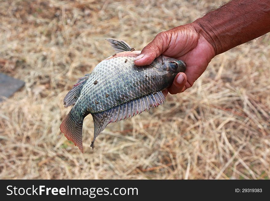 A fish catch in a hand. A fish catch in a hand