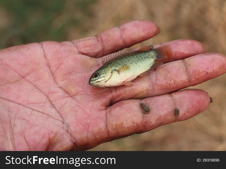 A small fish on a hand of fisherman