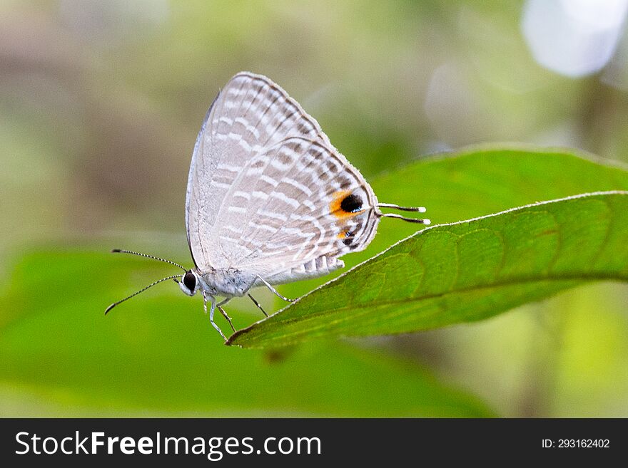 Jamides Alecto Resting On A Leaf