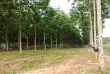Tapping Latex From Rubber Tree Plantation Stock Image Tapping Latex From Rubber Tree Plantation Stock Image