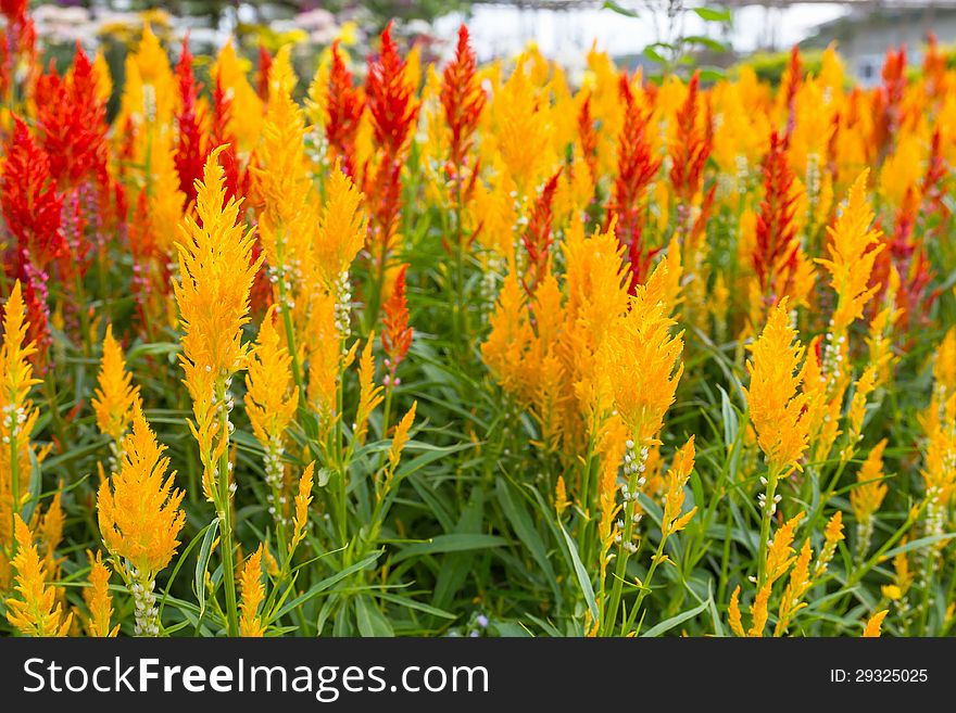 Closeup of a cockscomb flower (Celosia Cristata) in a garden. Closeup of a cockscomb flower (Celosia Cristata) in a garden