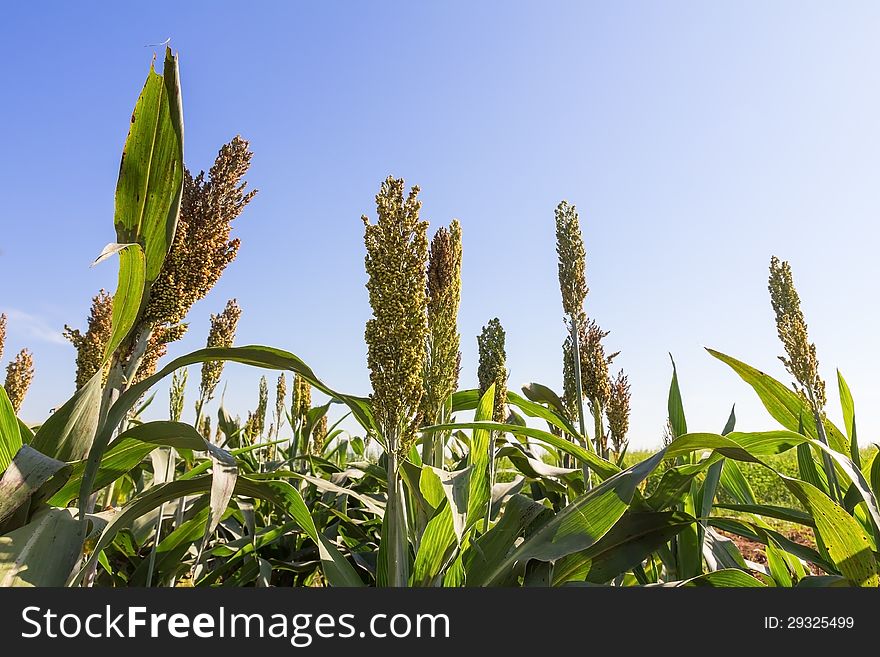 Millet or Sorghum field  with blue sky background. Millet or Sorghum field  with blue sky background