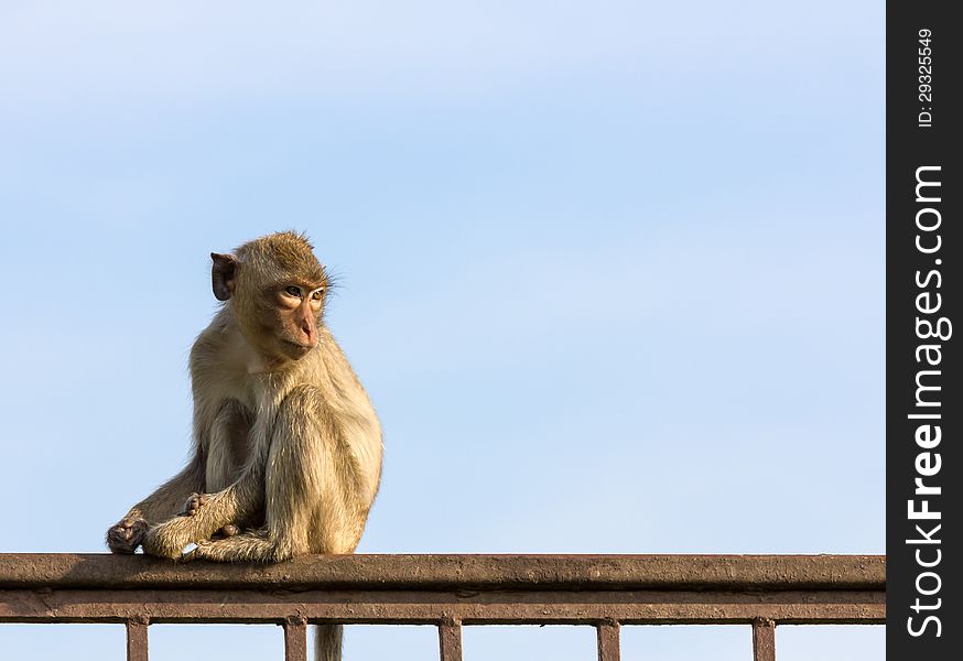 Monkey sitting on a fence.