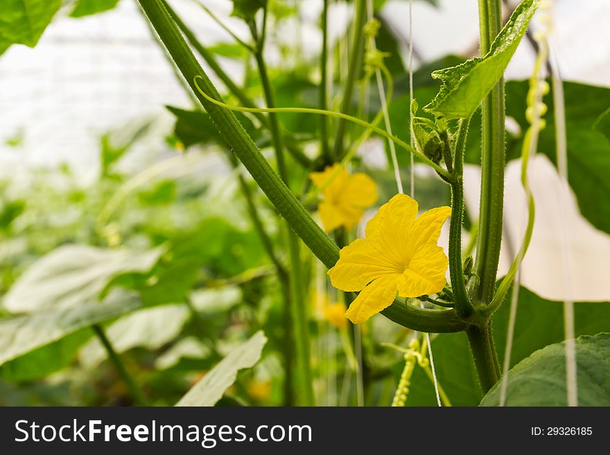 Pumpkin flower on stem growing in the plant