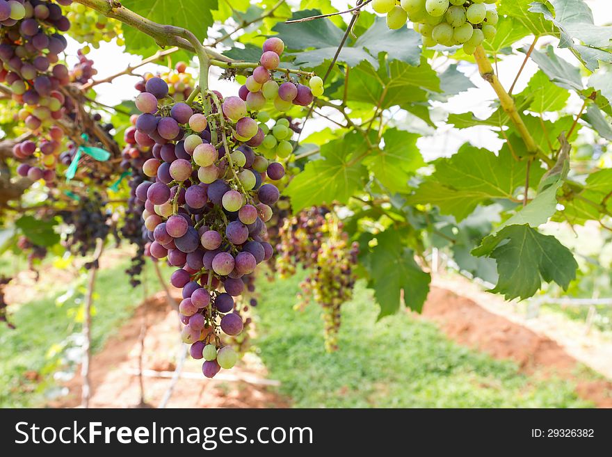 Red Grapes on the vine  in vineyard before harvest