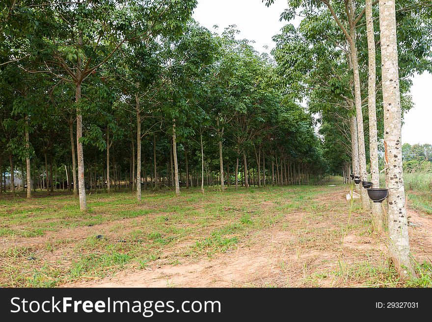 Tapping latex from Rubber tree plantation