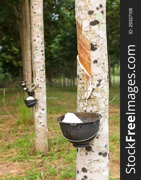 Tapping latex from Rubber tree plantation