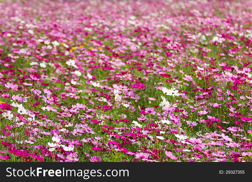 Field of White and Pink cosmos flowers  in Thailand