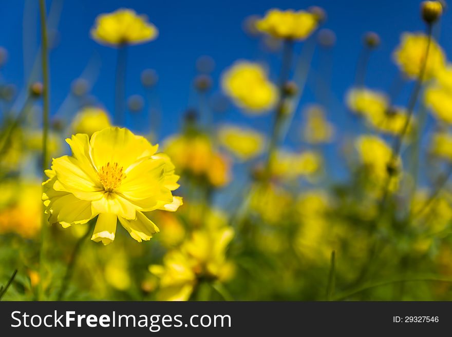 Field of Yellow cosmos flowers in Thailand