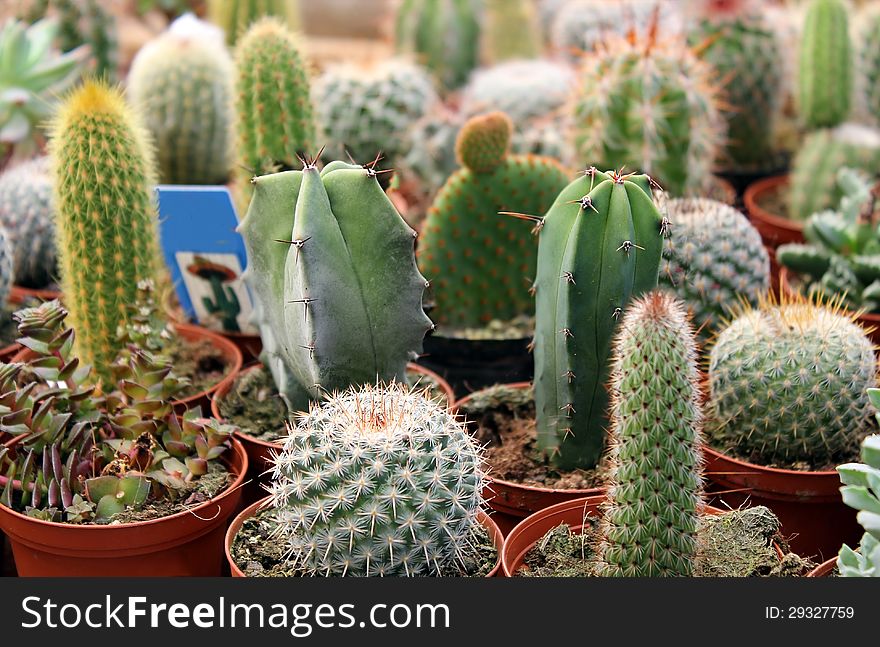 Collection of green cactus and succulents for sale. Collection of green cactus and succulents for sale
