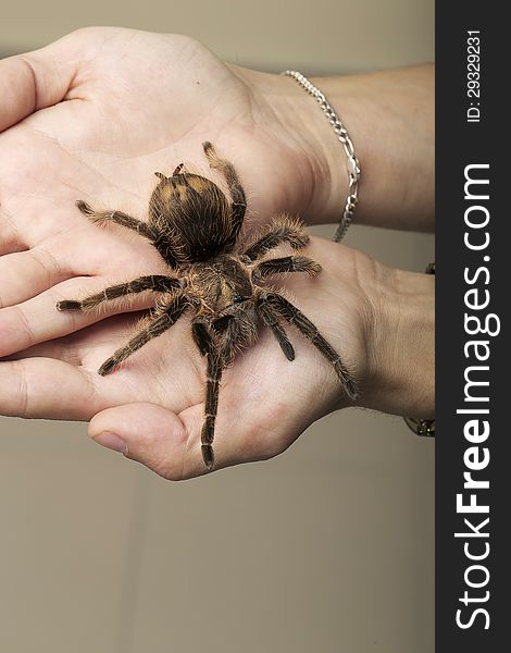 Wild Brown Spider on woman's arms. Wild Brown Spider on woman's arms