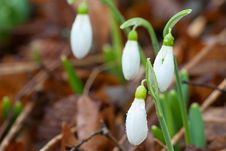 Close Up Spring Snowdrop Flowers Royalty Free Stock Photography Close Up Spring Snowdrop Flowers Royalty Free Stock Photography