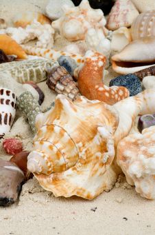 Shell Background Stock Photos