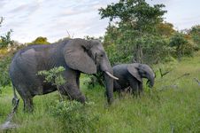 African Elephant Family In South Africa Royalty Free Stock Images African Elephant Family In South Africa Royalty Free Stock Images