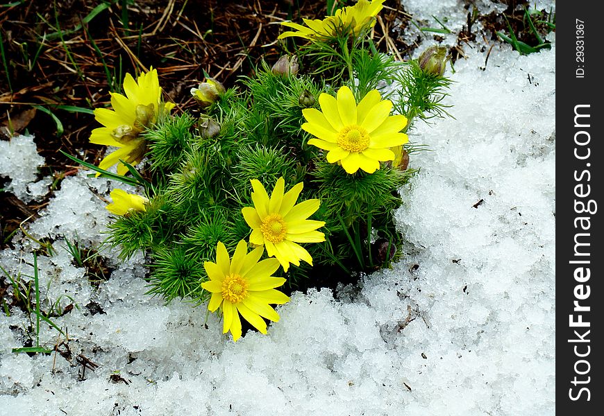 Spring blooms starodubka in pine forest. Spring blooms starodubka in pine forest