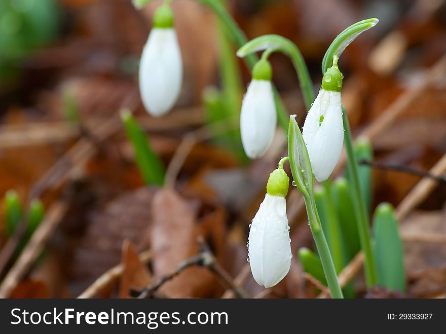 Close up spring snowdrop flowers in the forest shined with the sun, outdoor