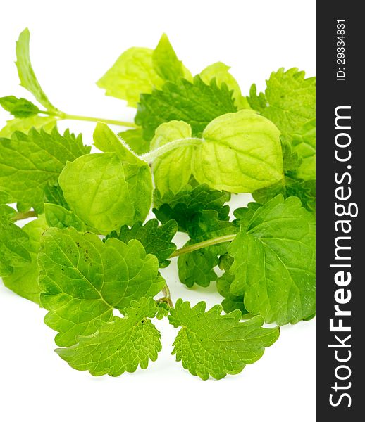 Fresh Leafs of Mint and Lemon Balm closeup isolated on white background