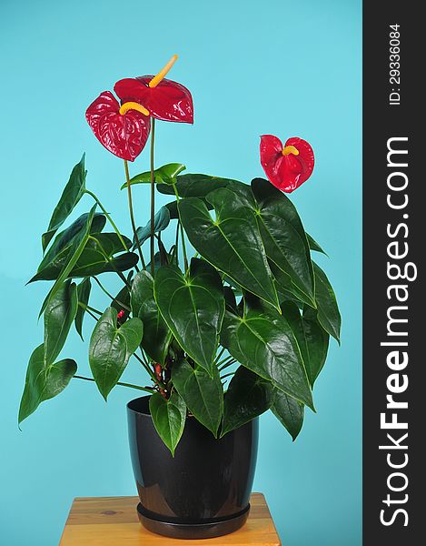 Room plant of Anthurium with colors