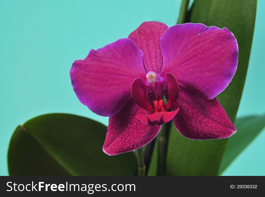 Orchid With A Red Flower