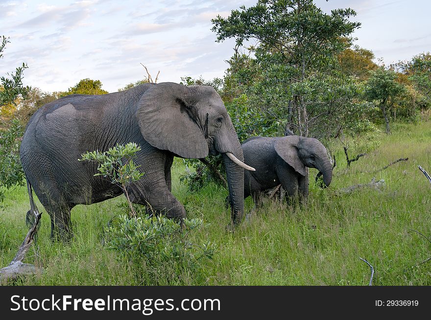 African Elephant and its cub calmly feed themselves in the Malamala Game Reserve in South Africa. African Elephant and its cub calmly feed themselves in the Malamala Game Reserve in South Africa