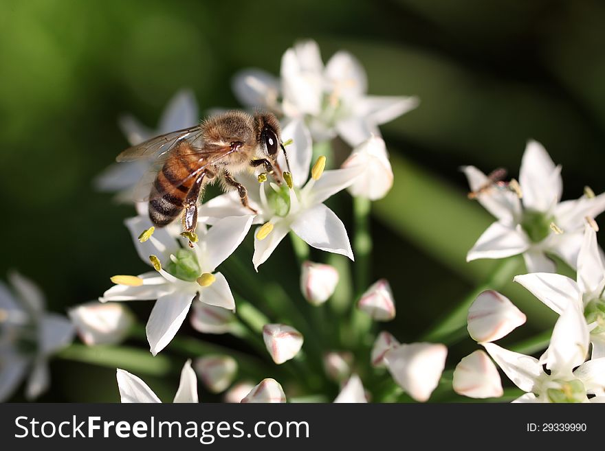 Honey bee collecting pollen for nectar from a garlic flower. Honey bee collecting pollen for nectar from a garlic flower.