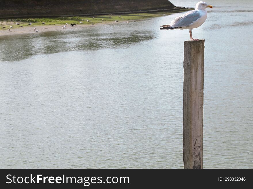 seagull in Deauville this summer