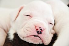 Closeup Pure Snow White Boxer Newborn Puppy Dog Stock Photography Closeup Pure Snow White Boxer Newborn Puppy Dog Stock Photography