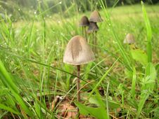 Mushroom After Rain Royalty Free Stock Images