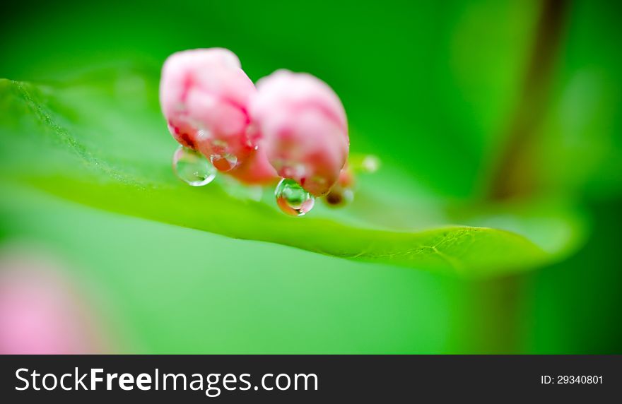 The green leaves of the big pink flower buds. The green leaves of the big pink flower buds